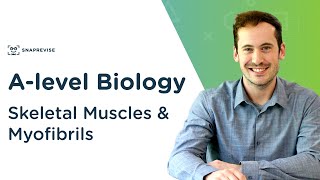 Skeletal Muscles amp Myofibrils  Alevel Biology  OCR AQA Edexcel [upl. by Lihka]