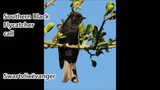 Southern Black Flycatcher call [upl. by Bacon]