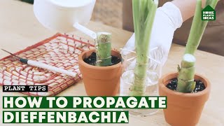 The Secret of Dieffenbachia Propagation  Dumb Cane Plant [upl. by Daub]