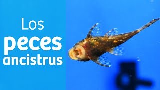 Ancistrus · Comealgas para tu acuario ❇️ [upl. by Lirbij]