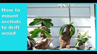 How to mount phalaenopsis orchids to drift wood [upl. by Linnell102]