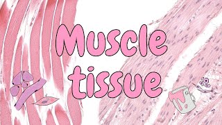 Muscle tissue  general histology [upl. by Geraud]