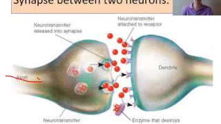 biopsychology Neurons and synaptic transmission [upl. by Rastus]