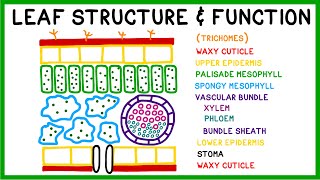 Leaf Structure and Function [upl. by Yvad]