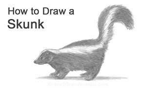 How To Draw a Skunk [upl. by Neibaf]