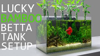 Building a Lucky Bamboo Betta Aquarium [upl. by Shelburne955]