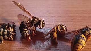 Wasp Species Comparison yellow jackets Hornets Cicada Killers [upl. by Damick191]