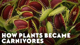 How Plants Became Carnivores [upl. by Stalder599]