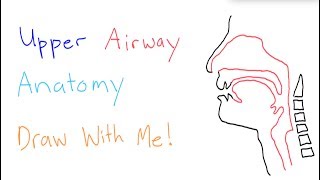 BLS Airway Management Opening the Airway [upl. by Ylicic]