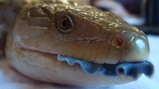 San Diego Zoo Kids  Blue Tongued Skink [upl. by Jenness]