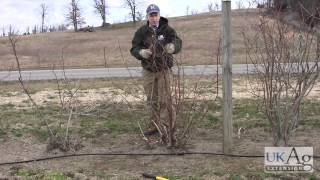 Blueberry Pruning Demonstration [upl. by Alaekim]