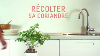 Comment récolter votre coriandre [upl. by Minni]