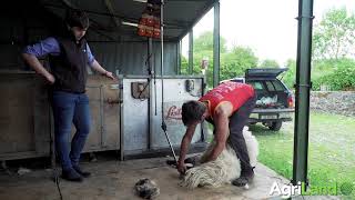 How to shear sheep [upl. by Hyacinthe]