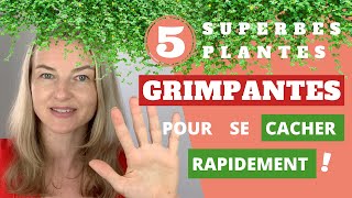 5 superbes PLANTES GRIMPANTES pour se CACHER RAPIDEMENT [upl. by Mei974]