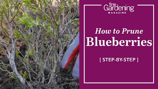 How to Prune Blueberries [upl. by Baoj509]