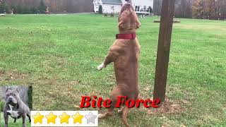 American Bully VS Pitbull Fight 2019 matchup [upl. by Ornas]