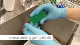 How to Stain an SDSPAGE gel [upl. by Ecydnac]