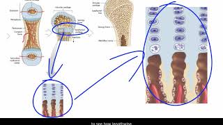 Endochondral Ossification [upl. by Krm388]