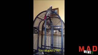 Cursing swearing parrots and cockatoos compilation [upl. by Itsim]