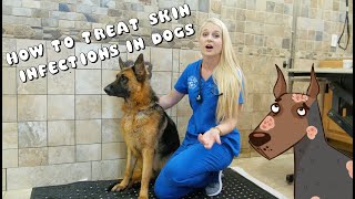 How to Treat Skin Infections in Dogs  Pyoderma [upl. by Aikcin]