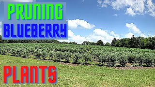 How We Prune Blueberry Plants EASY WAY [upl. by Constanta]