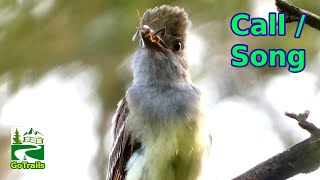 Great crested flycatcher call  song  sound  Bird [upl. by Aisercal]