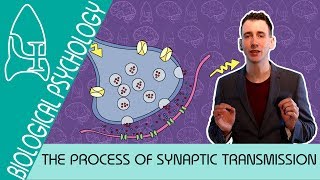 Synaptic Transmission  Biological Psychology AQA ALevel [upl. by Gauthier270]