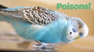 What Foods are Poisonous to Birds  Budgie Care [upl. by Treve536]