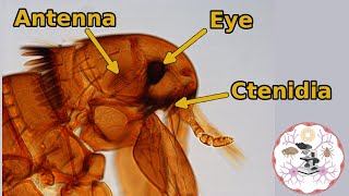 Microscopic Flea Anatomy [upl. by Buckler]