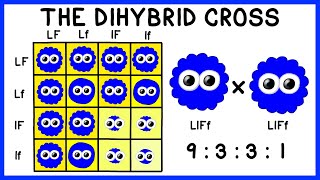 Mendelian Genetics The Dihybrid Cross [upl. by Kciredor]