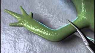 Salamander Limb Regeneration — HHMI BioInteractive Video [upl. by Hussar]