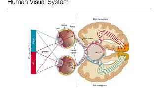 Introduction to Psychology 33 Sensation and Perception Vision [upl. by Barnaby]