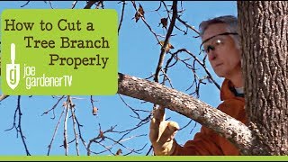 How to Cut a Tree Branch Properly [upl. by Llenehc]