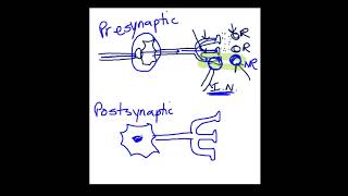 Presynaptic vs Postsynaptic Inhibition [upl. by Artep771]