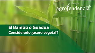 Cultivo de Bambú 🎋 Una de las plantas más versátiles del mundo [upl. by Madeleine449]