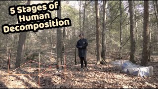 How does a human body decompose  Body Farm Forensics [upl. by Anahsohs]