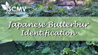 Japanese Butterbur Identification [upl. by Ynettirb957]