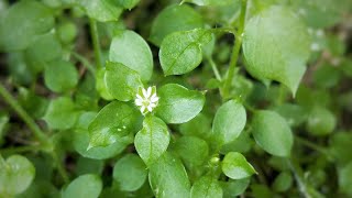 Chickweed identification amp uses [upl. by Ynetsed354]