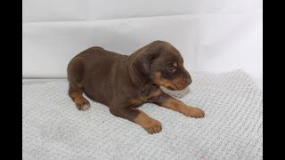 Doberman puppies for sale [upl. by Nemad]