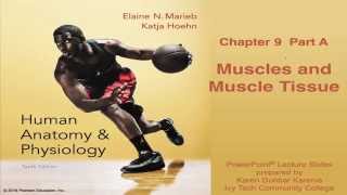 Anatomy amp Physiology Chapter 9 Part A Lecture  Muscles and Muscle Tissue [upl. by Barrus]