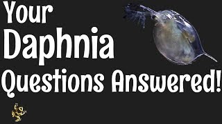 Daphnia Questions Answered [upl. by Ellen688]