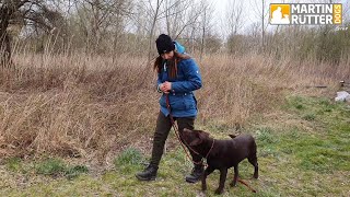 Hundetraining  Leinenführigkeit  quotSchadequot – Übung [upl. by Cockburn]