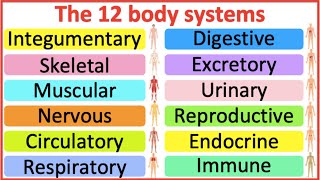 12 Organ Systems  Roles amp functions  Easy science lesson [upl. by Jackelyn355]