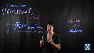 Transcripción en células eucariotas [upl. by Nodnol139]