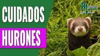 Hurones como mascota Cuidados y alimentación de los hurones [upl. by Neelrak954]