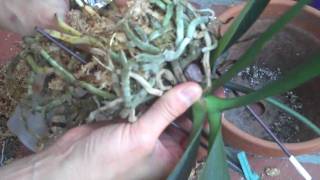 How to repot a Phalaenopsis orchid plant [upl. by Esiole]