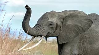 elephant sound effect  sound of elephant crying [upl. by Shelley176]