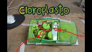 Cloroplasto Maqueta Chloroplast Model [upl. by Arbe374]