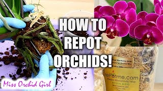 Orchid Care for Beginners  How to repot Phalaenopsis Orchids [upl. by Yolane]