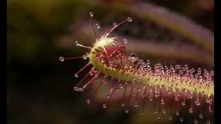 Midge on Drosera capensis Sundew mov [upl. by Zobe]